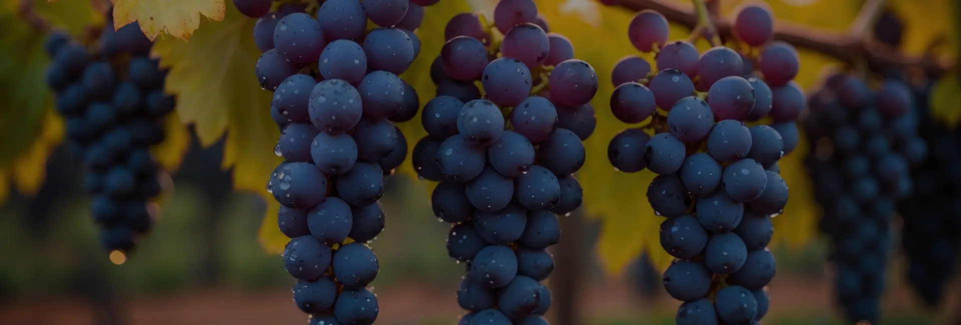 thumbnail-isabella-traube-verboten