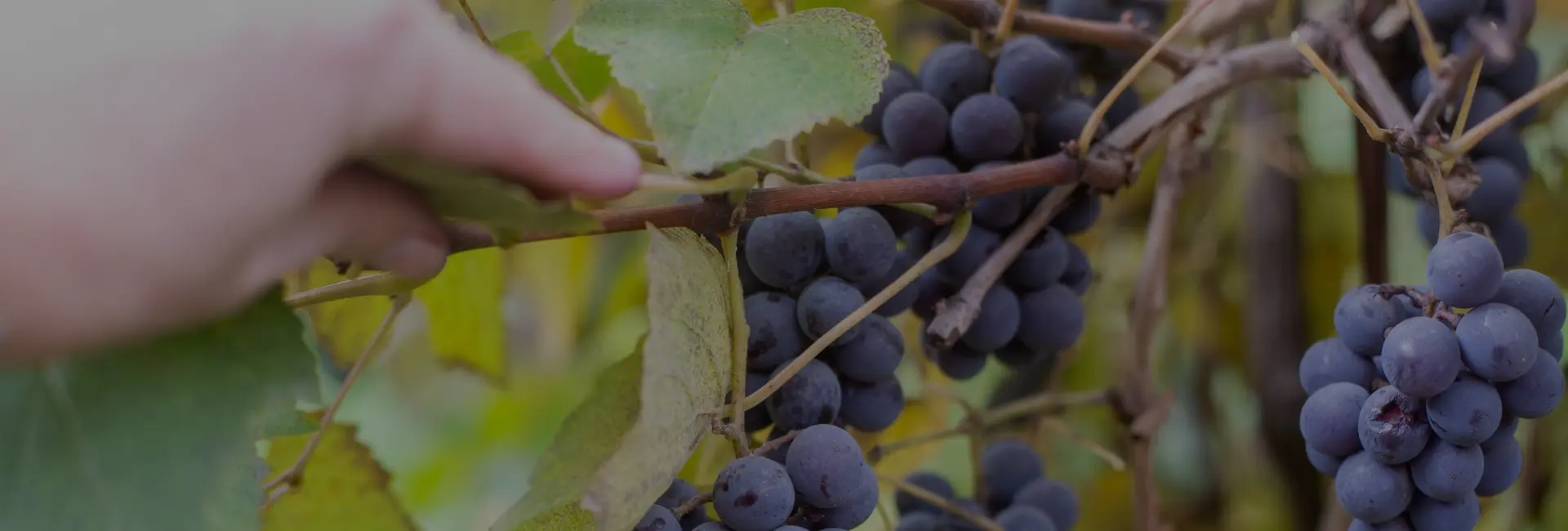 isabella-traube-erkennen isabella-traube-erkennen